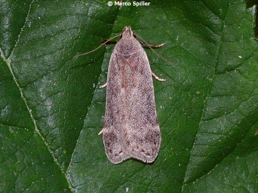 Falena da determinare